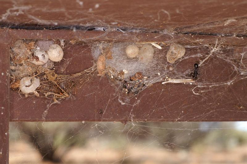 Latrodectus_hasselti_D3418_Z_85_E. of Nuendah homestead_Australie.jpg